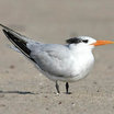 Royal Tern